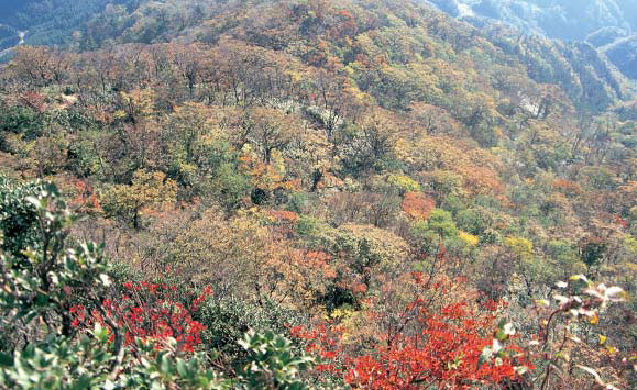津江山地のブナ林の写真