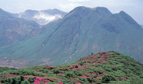 九重火山群のミヤマキリシマ群落の写真