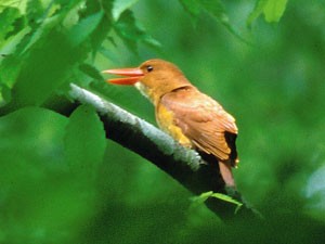 アカショウビン 大分県ホームページ