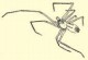 ホラヒメグモ類の写真