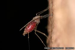 マラリアの原因となる虫を運ぶシナハマダラカ