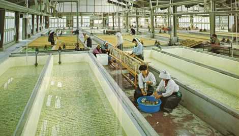 のり種苗を大量生産　大分県漁業公社
