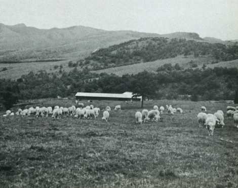 めん羊約100頭が飼育されている村営尾の岳牧場(遠方がゴルフ場予定地)