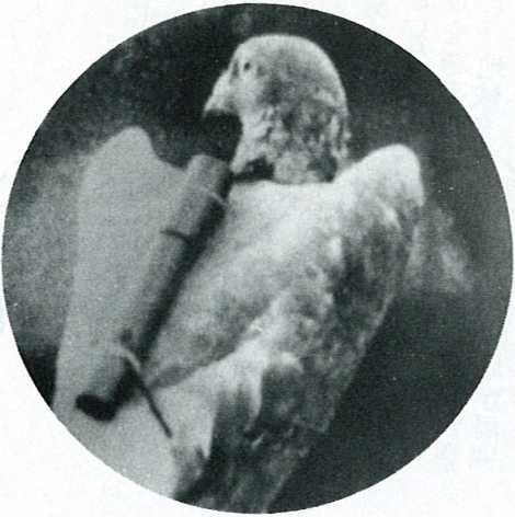 昭和28年頃大活躍した精液輸送の伝書鳩