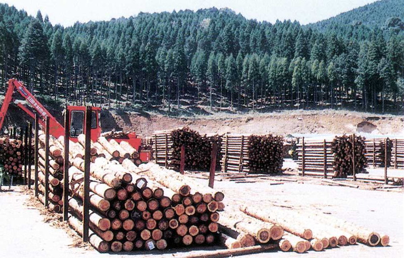 スギ素材生産量（民有林）614,000平方メートル
