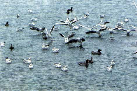 山国川の冬の渡り鳥