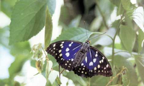 日本の国蝶　オオムラサキ