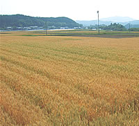 麦畑の写真