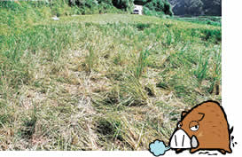 被害状況の写真1