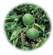 ڂ