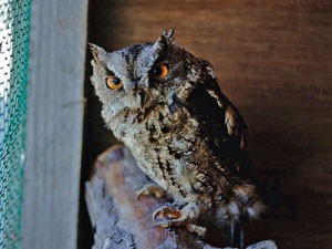 オオコノハズクの写真