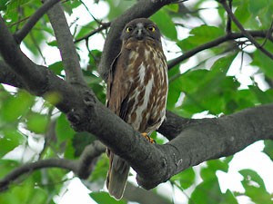 アオバズクの写真