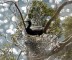沖黒島のカワウ繁殖個体群の写真