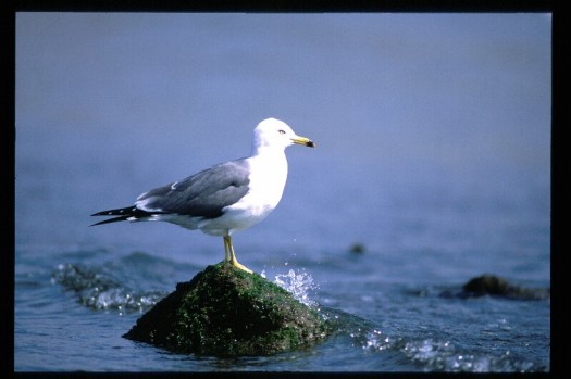 高島のウミネコ繁殖個体群の写真