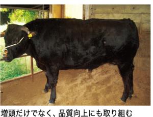 おおいた豊後牛