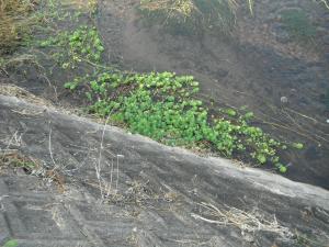 オオフサモ繁茂状況