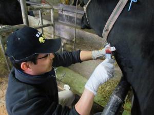 大分県獣医師　診療