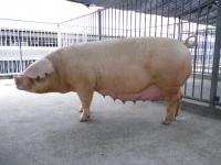 豚