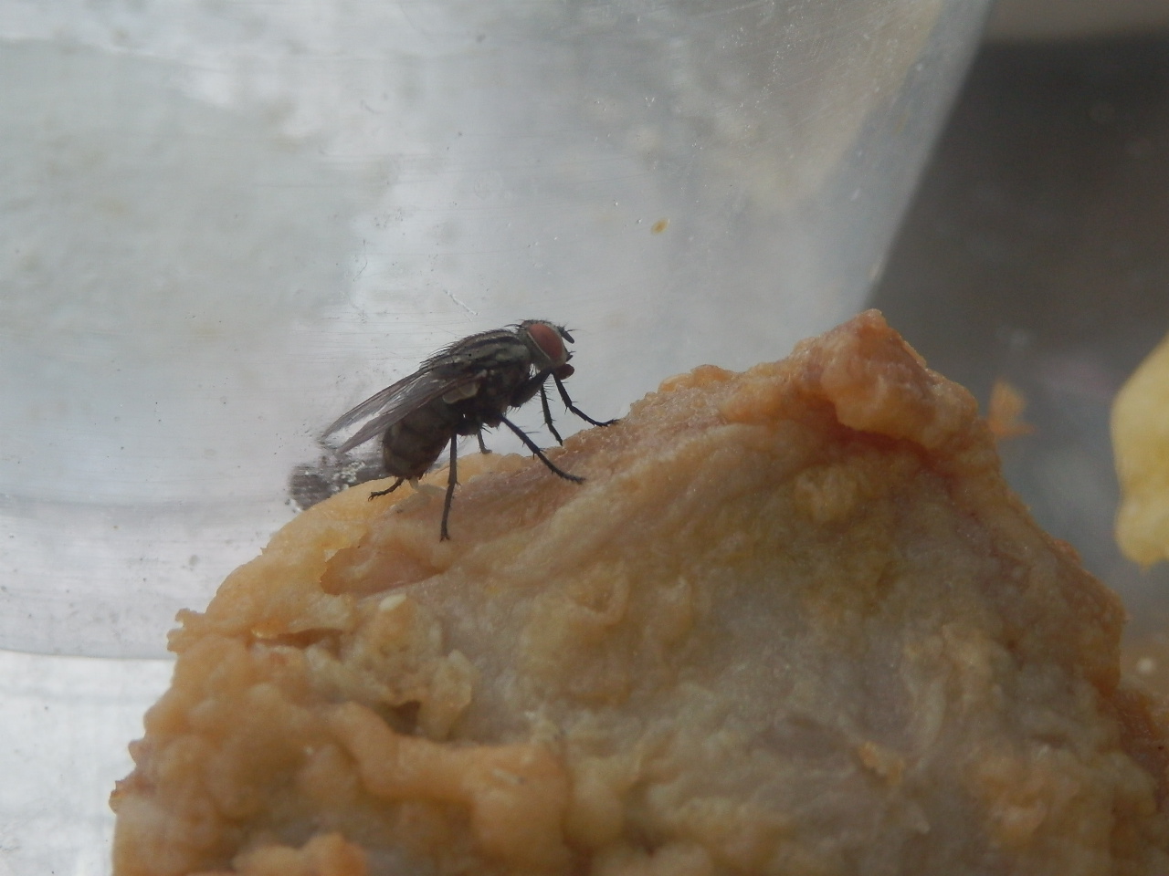 ニクバエにご注意ください 大分県ホームページ