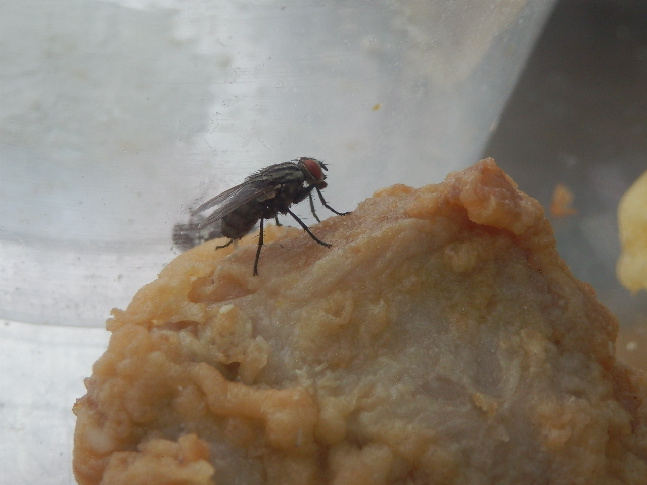 ニクバエにご注意ください 大分県ホームページ