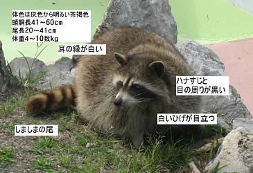 特定外来生物アライグマについて 大分県ホームページ