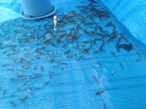 【写真】保護された魚を水槽に集めています。およそ6種1000匹の魚が保護されました。