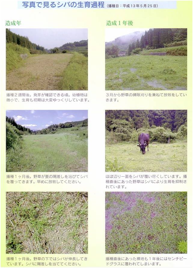 芝草地