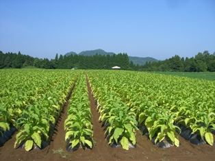 葉たばこの収穫前の圃場