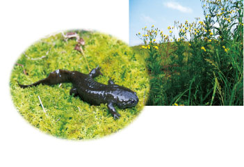 大分県の絶滅危惧種