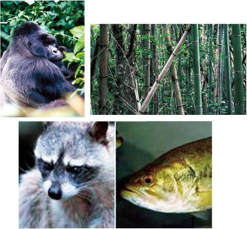 絶滅危惧種写真
