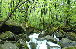 新緑の鳴子川の写真