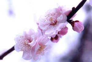豊後梅の花の写真