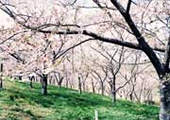 桜園の写真です。においたつような見事な桜並木が続いています。