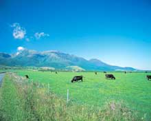 くじゅう高原の夏の写真です。広大な青空の下、牛たちが草をはんでいます。