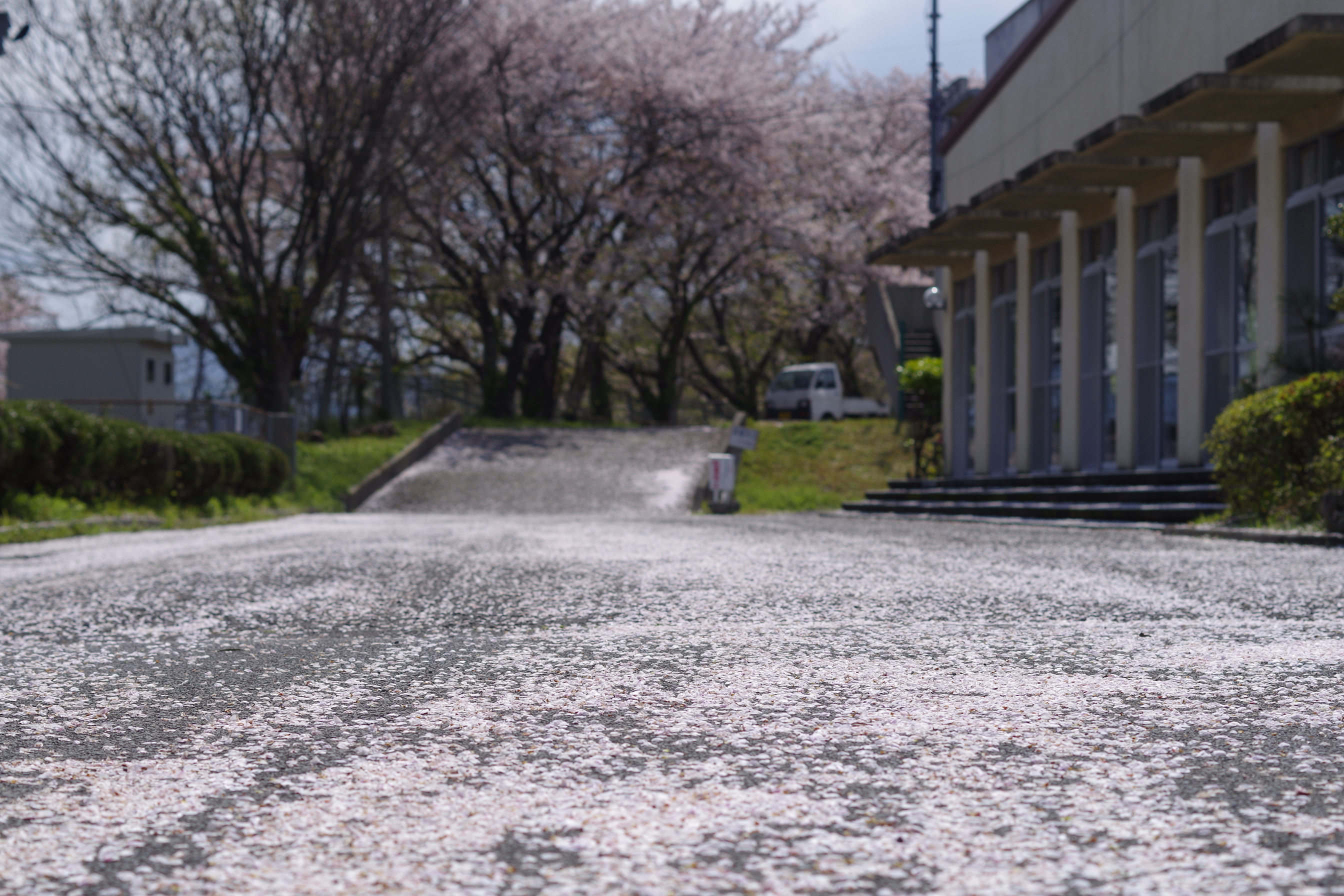 桜の花びらの絨毯