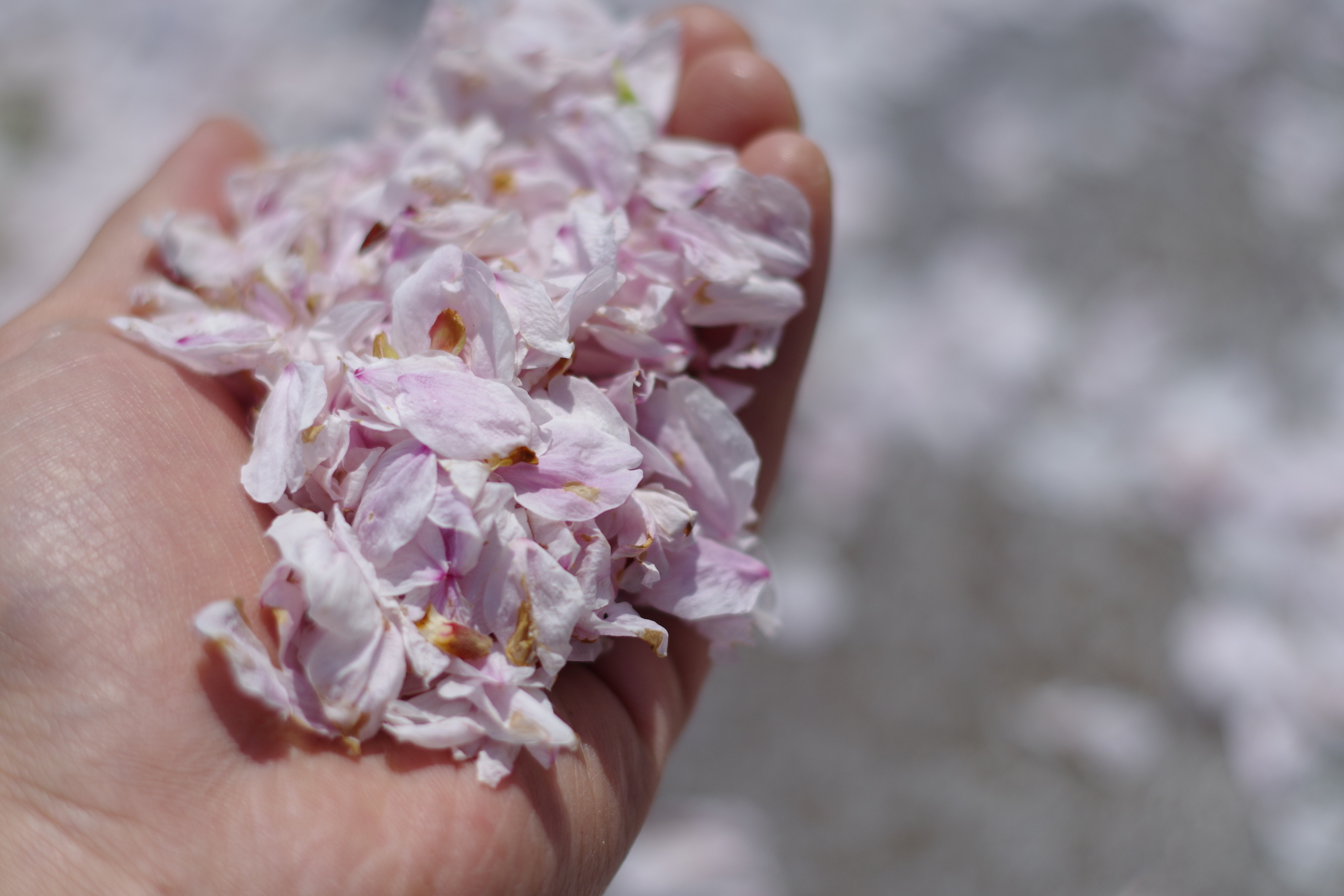 桜の花びら