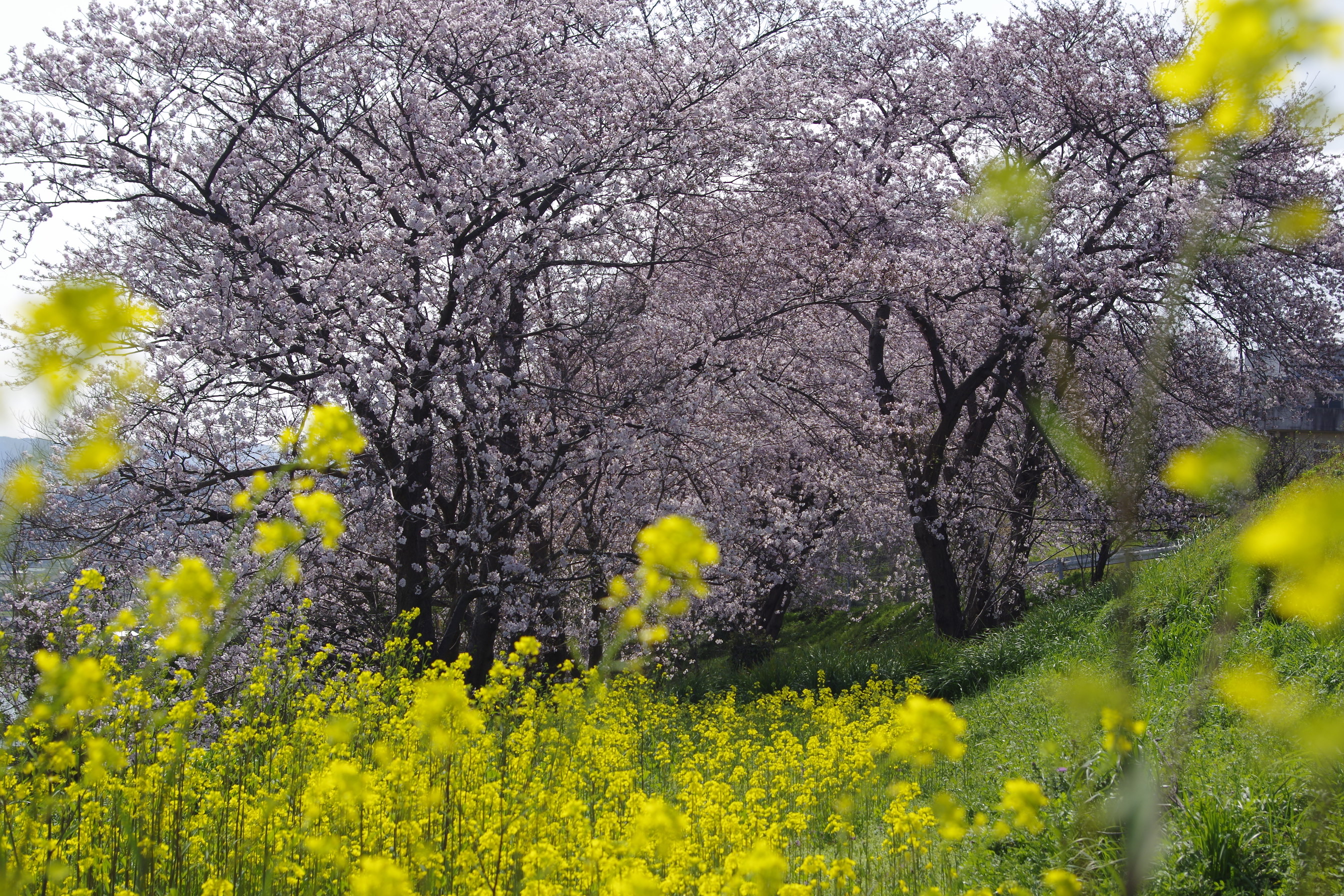 桜と菜の花