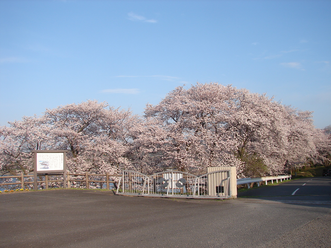 正門前の桜