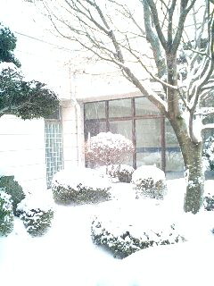 などり雪