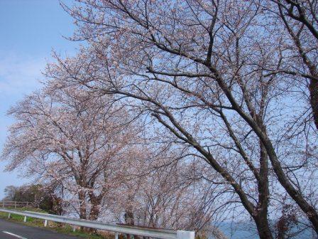 4月の桜