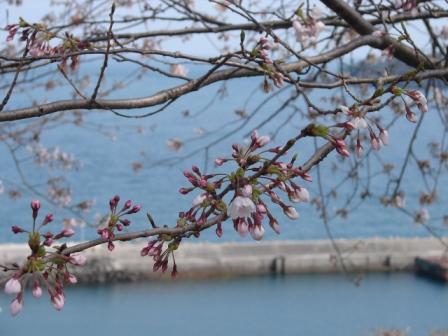 4月の桜