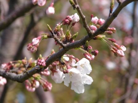 4月の桜