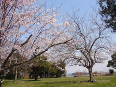 桜の写真