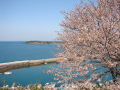 桜と海の写真