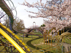 桜と公園の写真