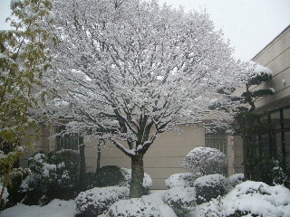 雪ばば