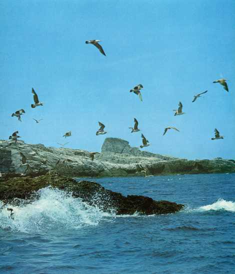 高島のウミネコ