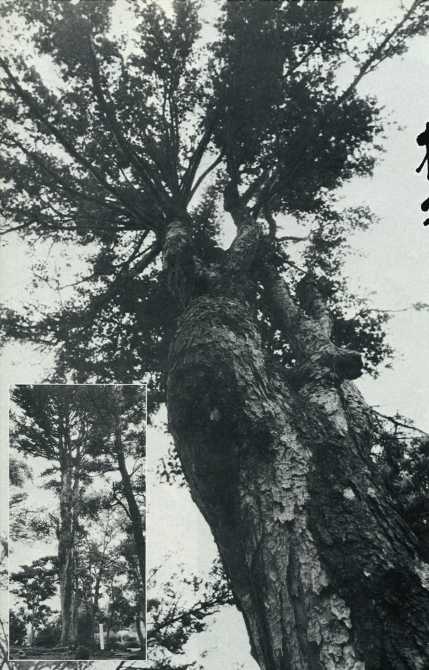 樹齢300年の五葉松