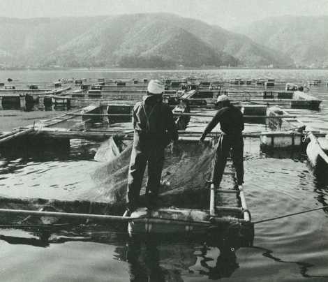 湾内に浮かぶイカダ　－ハマチ養殖に成功－