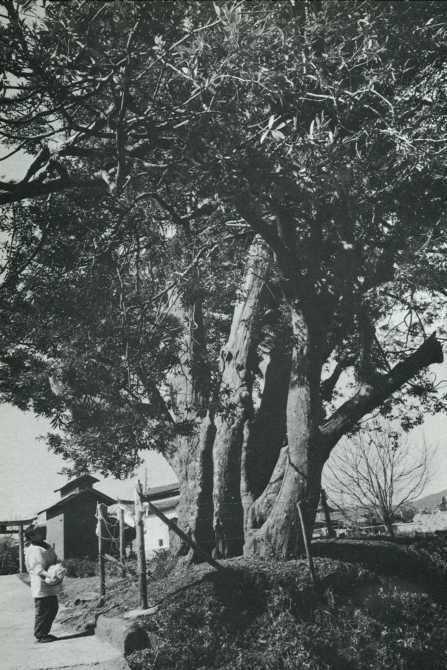 御手洗神社の“なぎ”－旧三重町大字上田原－